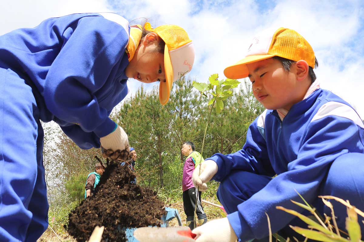 橋野町和山にミズナラの苗を植える栗林小児童＝5月29日