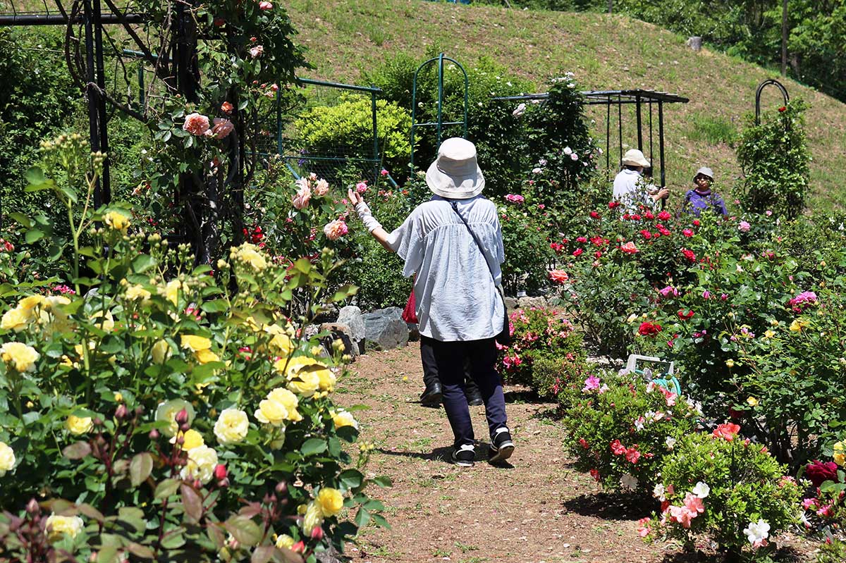 早咲きのバラが咲き出した「陽子の庭」=甲子町洞泉、5月30日