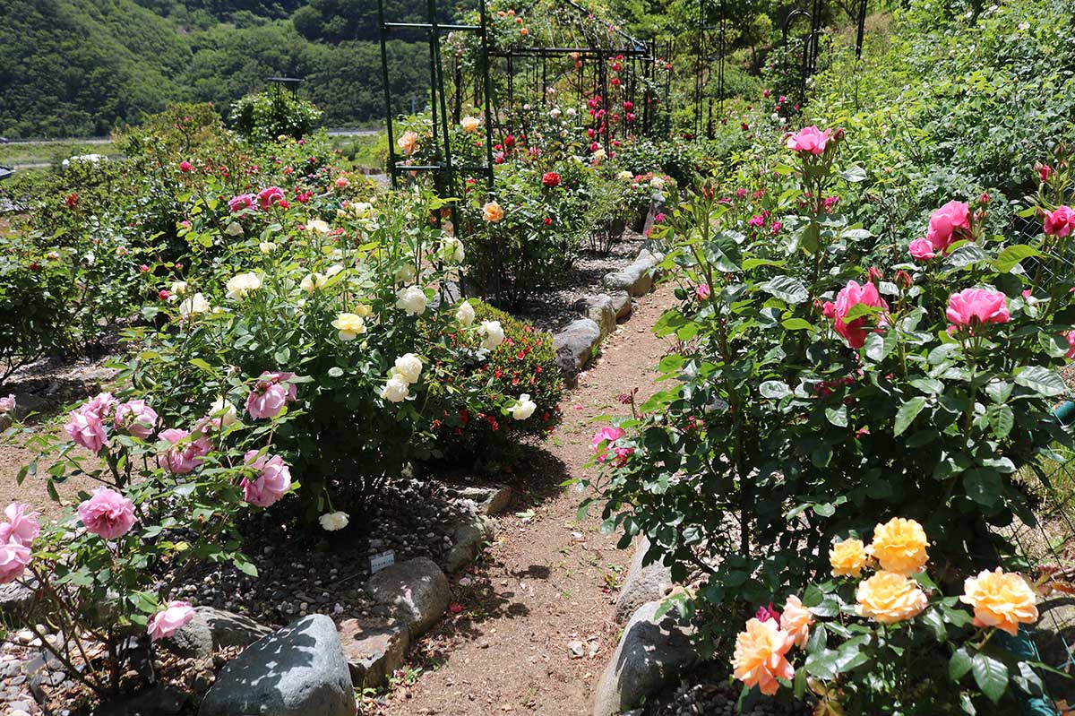 6年前に整備したバラ専用のエリア。さまざまな色の花が咲き誇り、来園者を楽しませる