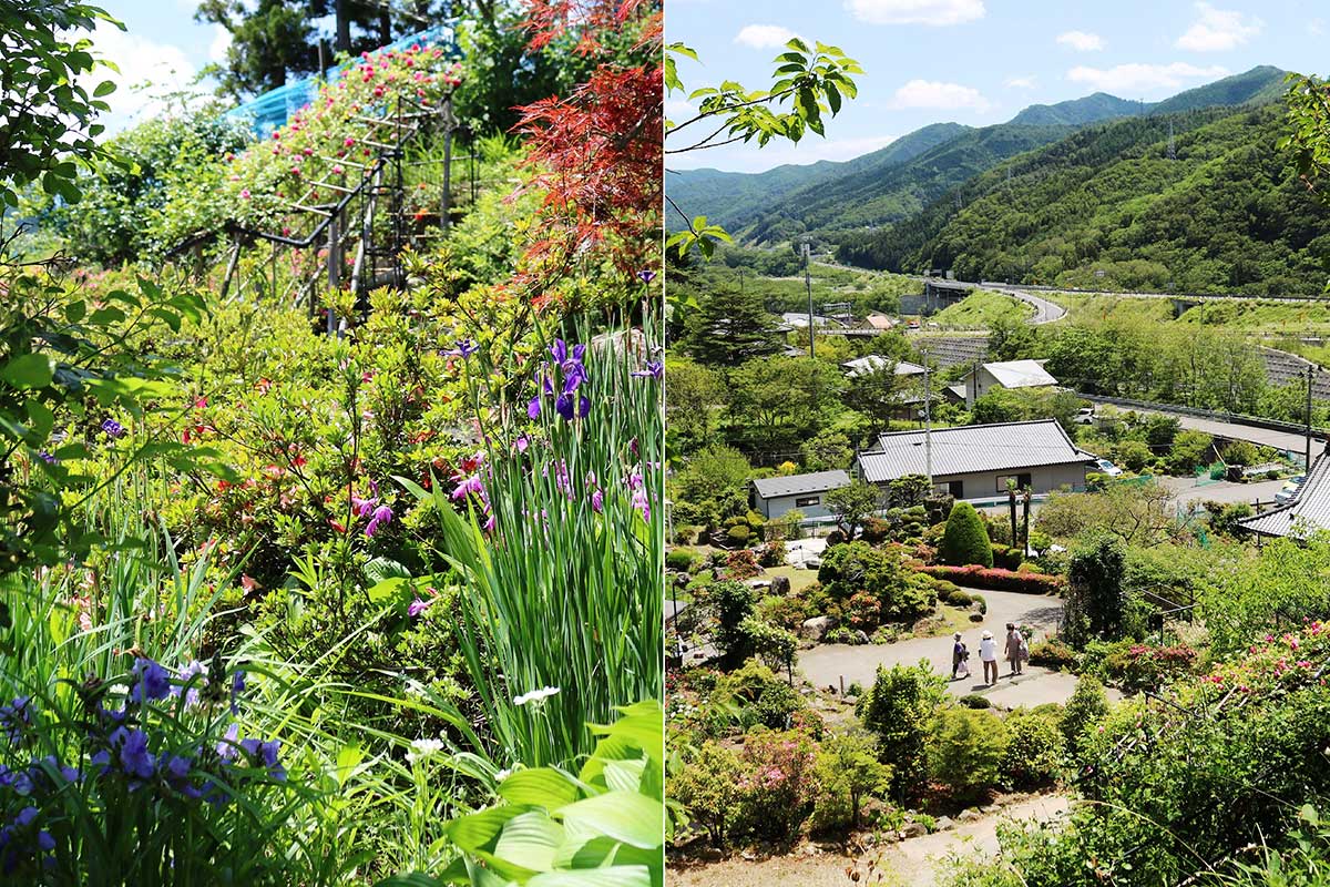 園内では梅雨時期の象徴的な花、アヤメ類も開花(左)。見晴らし台からは釜石道や周辺の山並みを一望できる(右)