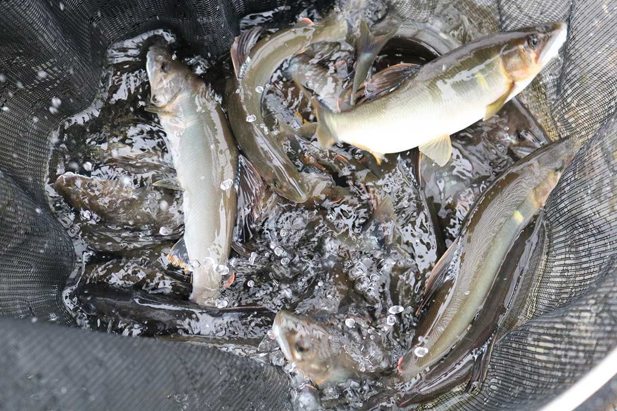 立派に成長したアユがいっぱい!今年も夏の食卓を彩る