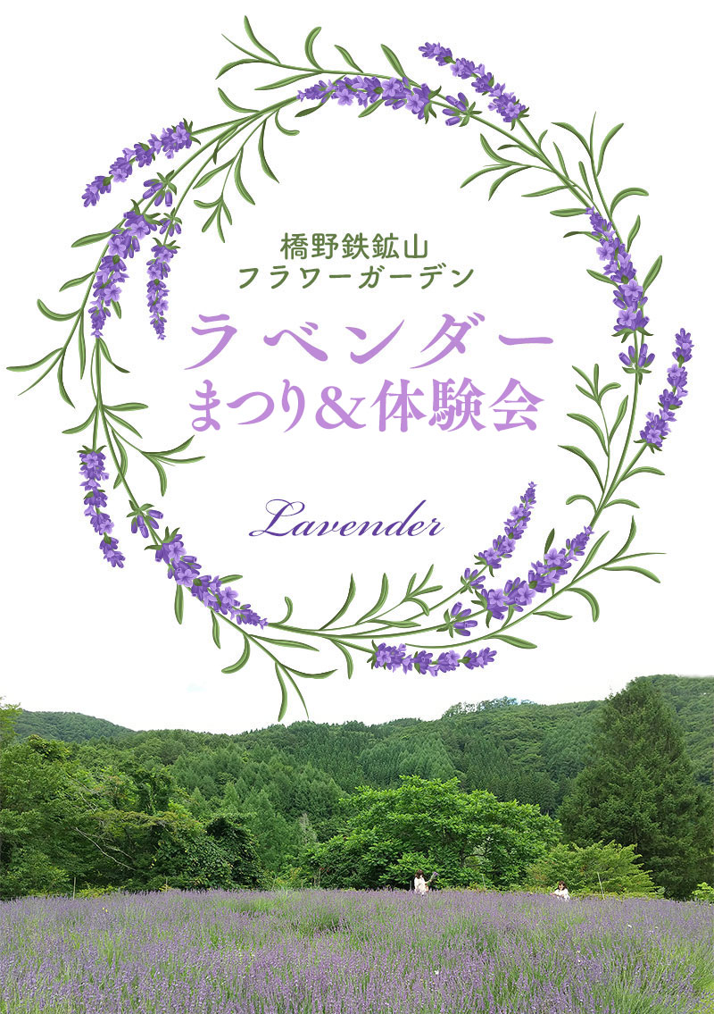hashino_lavender