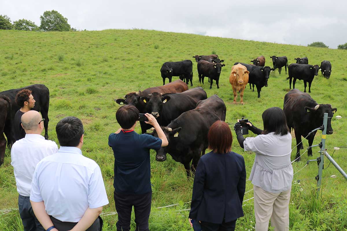 今年5月15日に放牧された牛。見学に訪れた市職員らをお出迎え!?