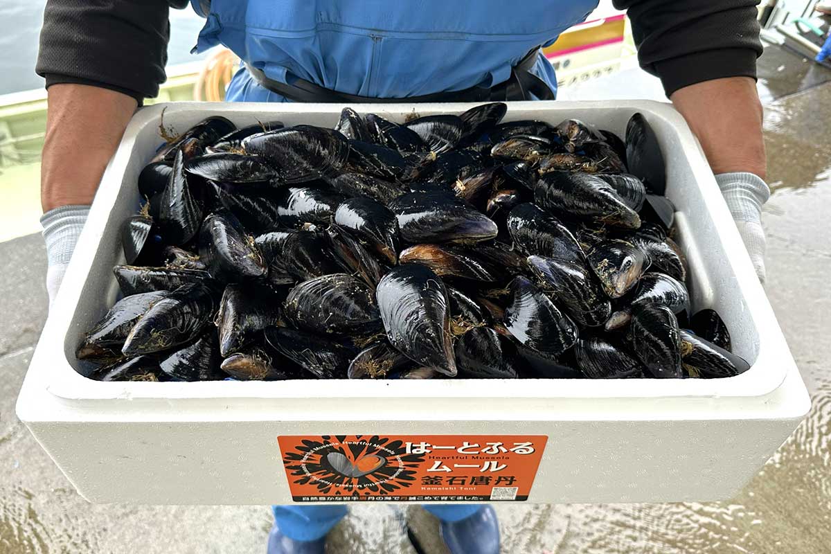 「はーとふるムール」として売り出す唐丹産ムール貝