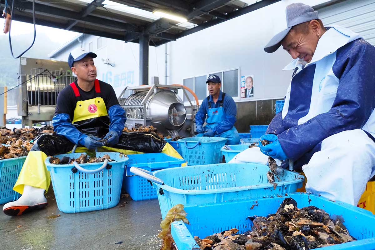 ムール貝の養殖に取り組む（左から）小野寺計さん、佐々木和則さん、佐々木武さん