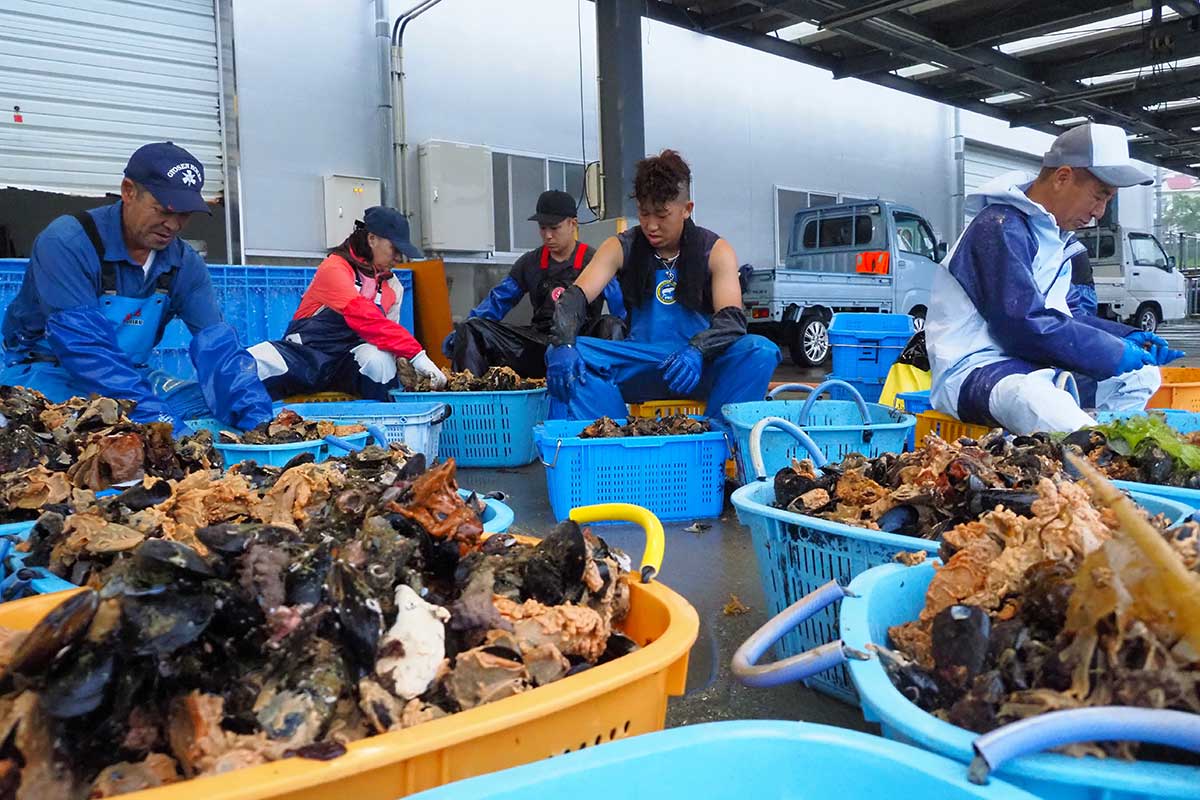 水揚げ後、陸に戻って貝の洗浄作業。船の帰港を見計らって集まった家族らと力を合わせる