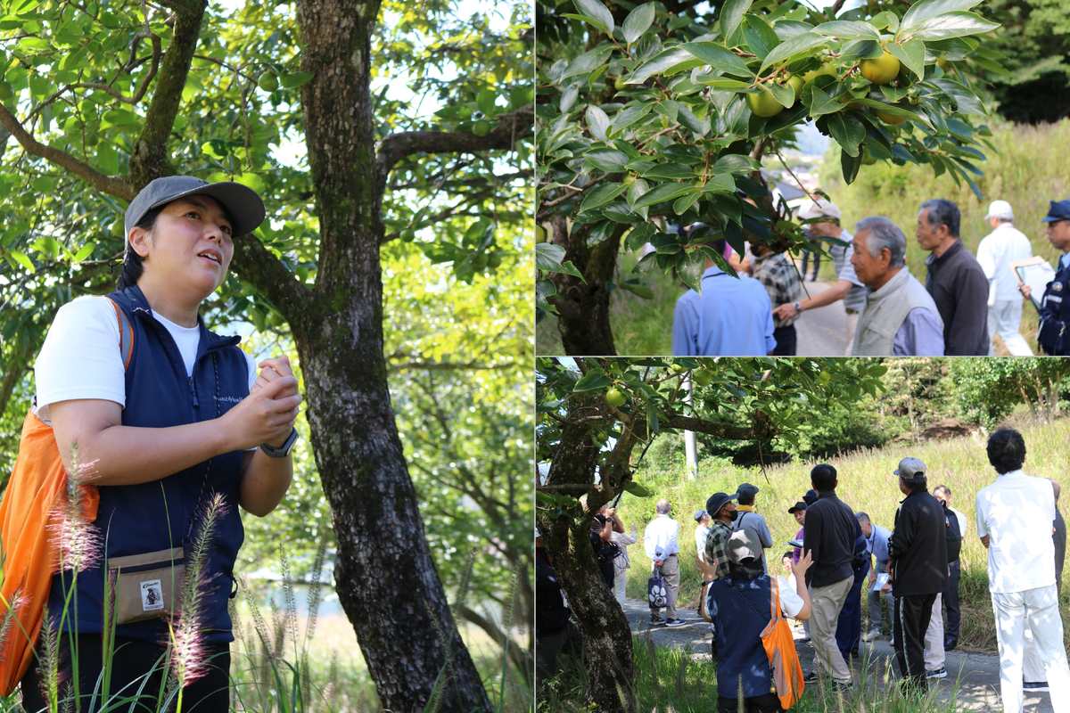 クマが登った痕跡が見られる柿の木も。実が熟すこれからの時期は特に要注意