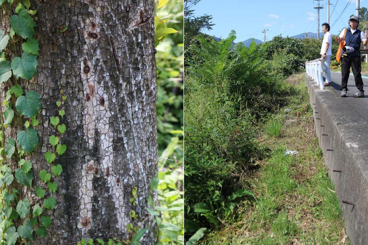 クマの爪痕も確認（写真左）。道路とやぶの間を刈り払った場所も。クマが急に飛び出す危険を回避（同右）