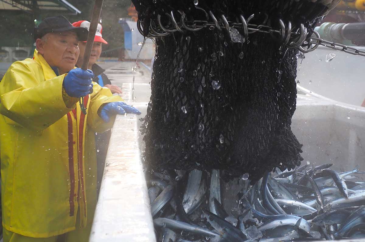 釜石港に今季初めてサンマが水揚げされた
