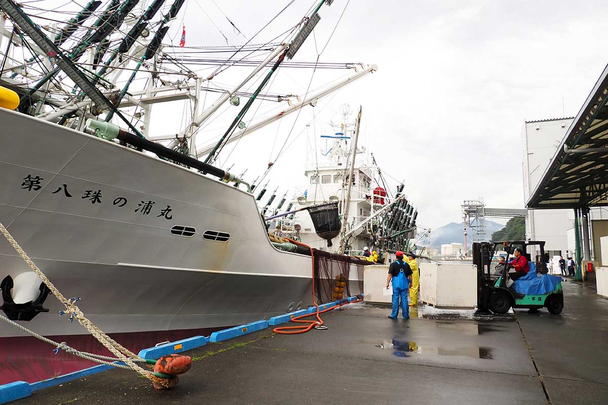 秋の味覚サンマが届き活気づく新浜町魚市場