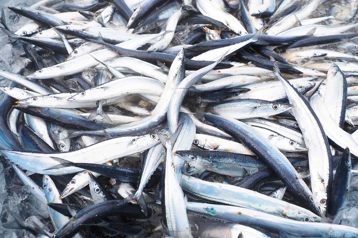 秋の使者⁉銀色の魚体が朝日に光る