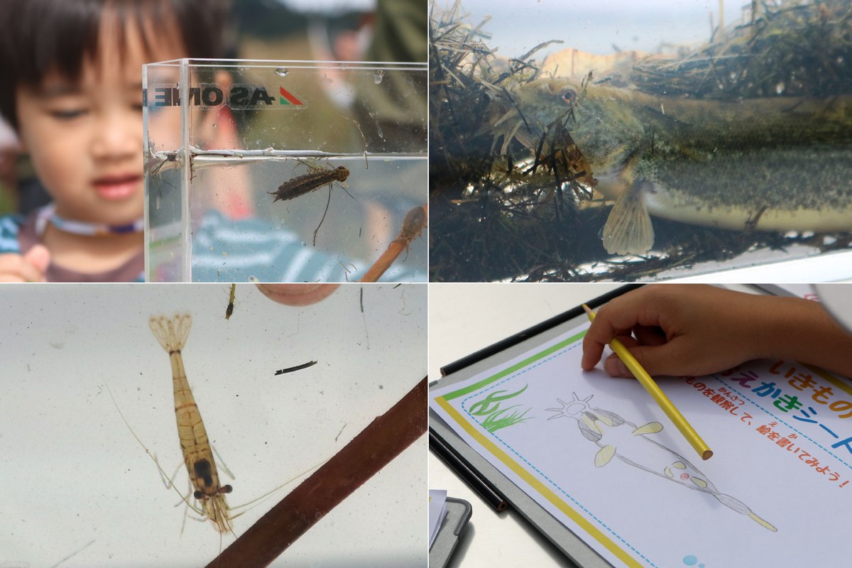 魚やエビ、ヤゴ(トンボの幼虫)などを観察しながらお絵かき