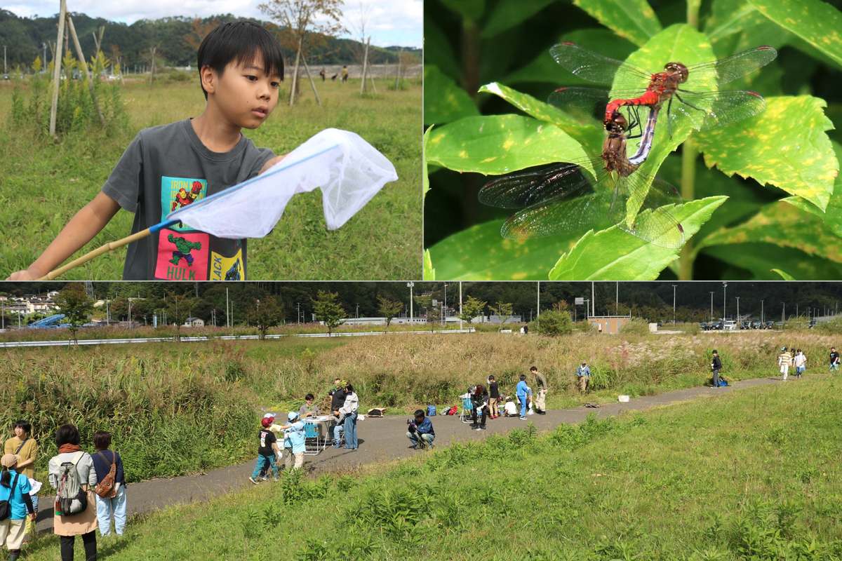 「何か入ったかな?」草地ではトンボやチョウ、バッタなどさまざまな昆虫が見られた