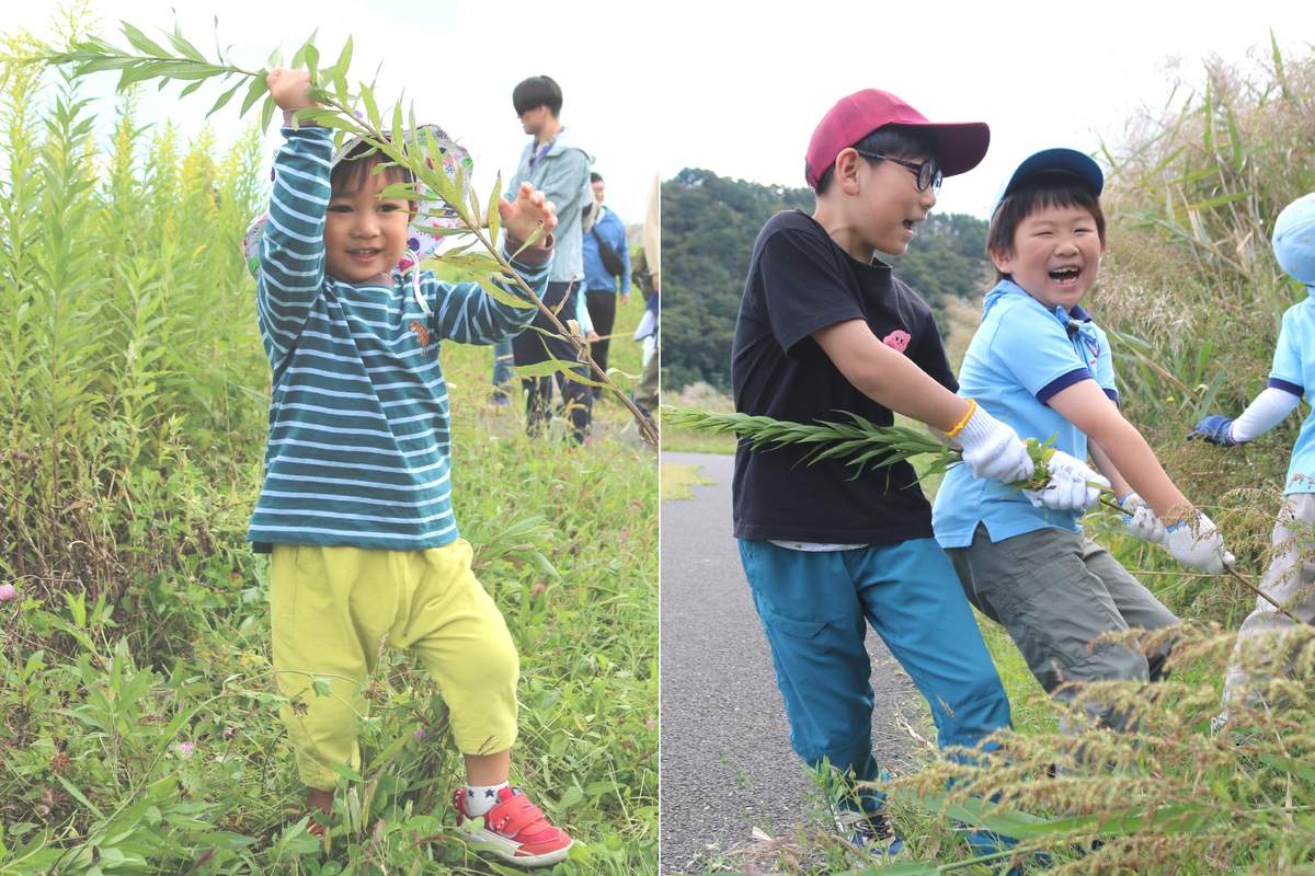 子どもたちは自分の背丈よりも大きい外来種の「セイタカアワダチソウ」を根から引き抜いた