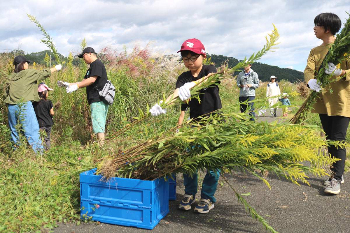 今の時期、黄色い花を付ける「セイタカアワダチソウ」。繁茂しないよう根こそぎ抜き取る