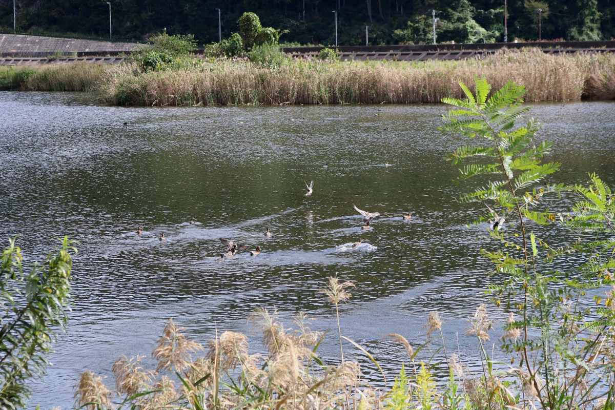 公園整備から5年。池の周りには草木が増え、生き物のすみかにもなっている。冬にはオオハクチョウも飛来する